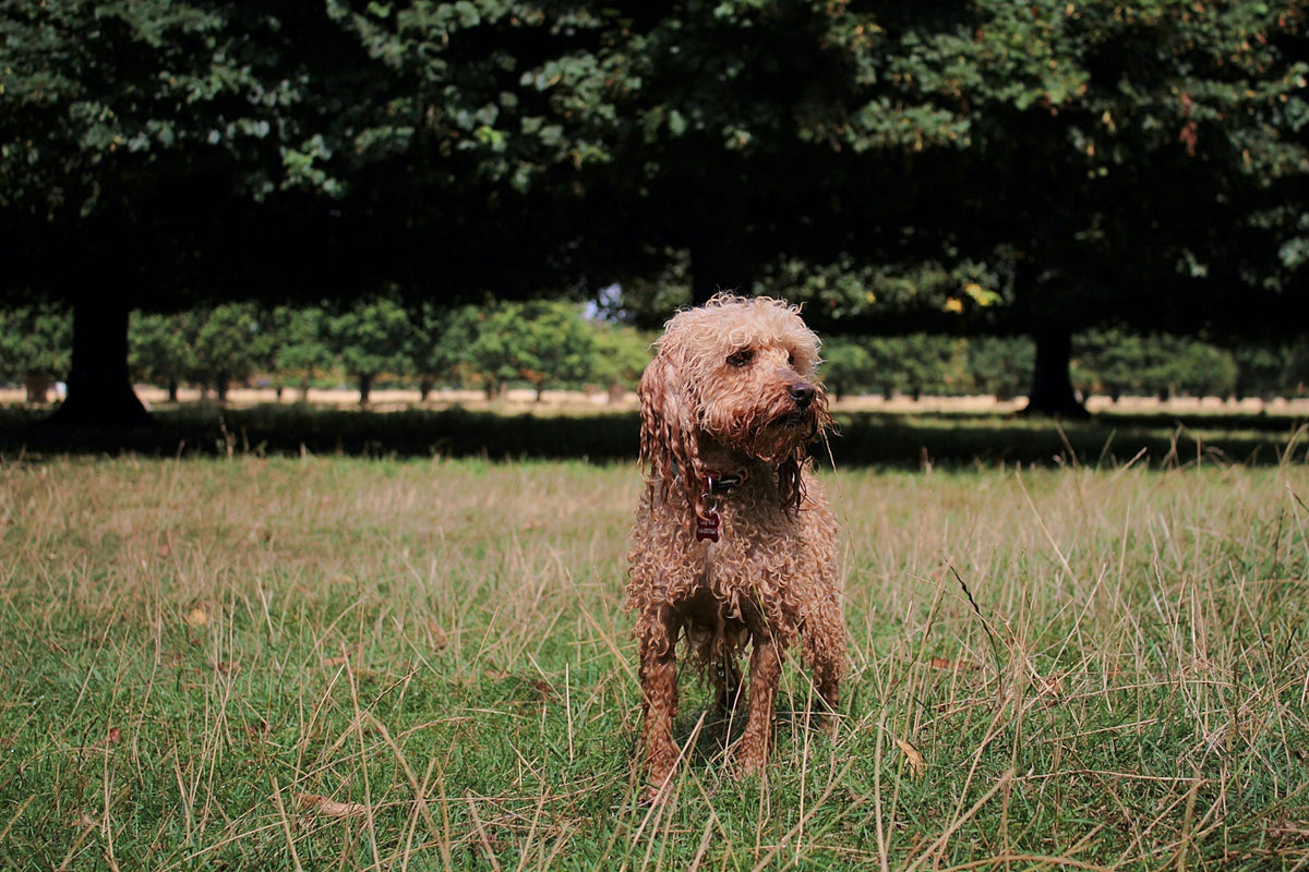 Chien dans le bois de Vincennes