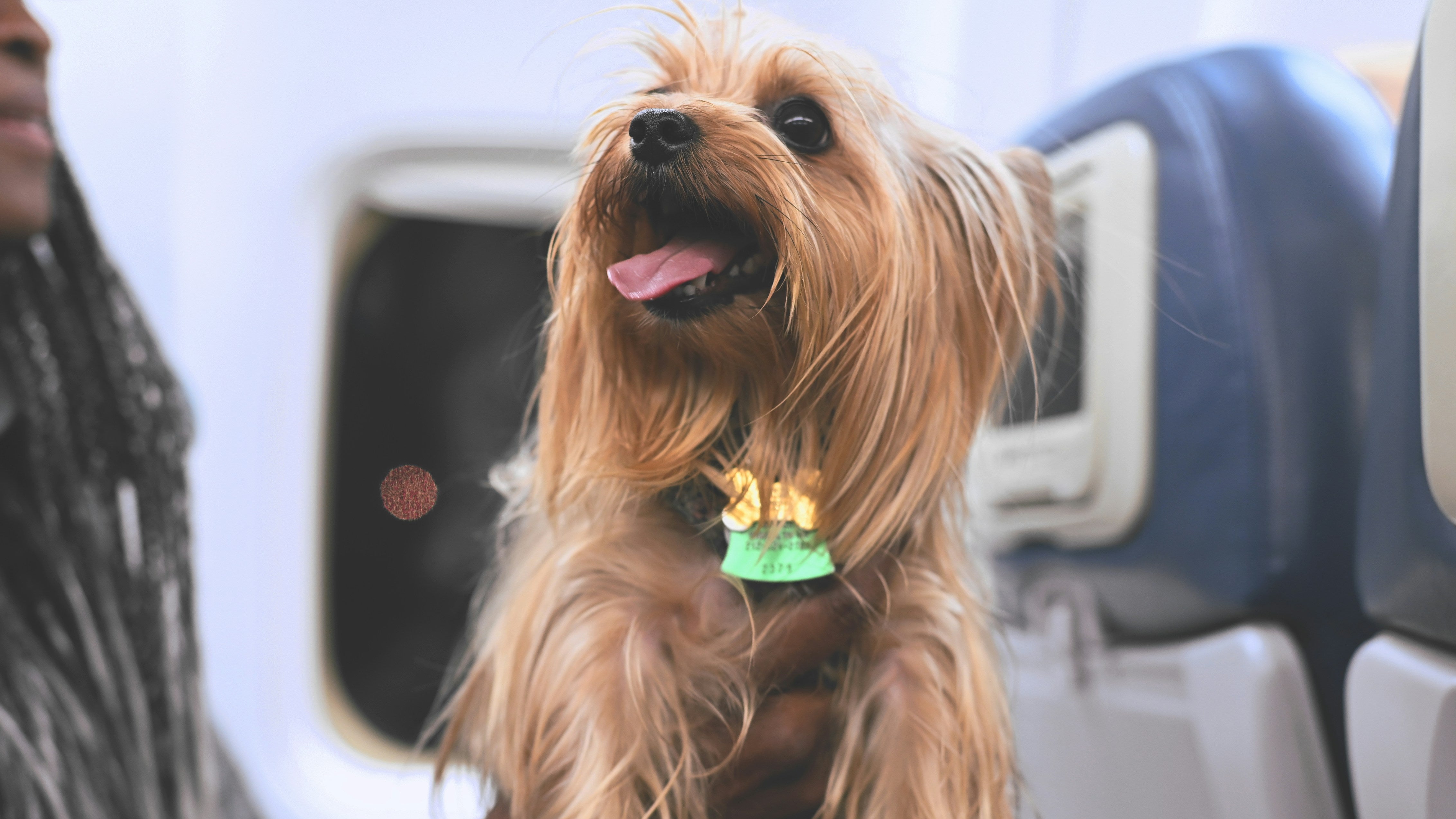 Petit chien qui prend l'avion