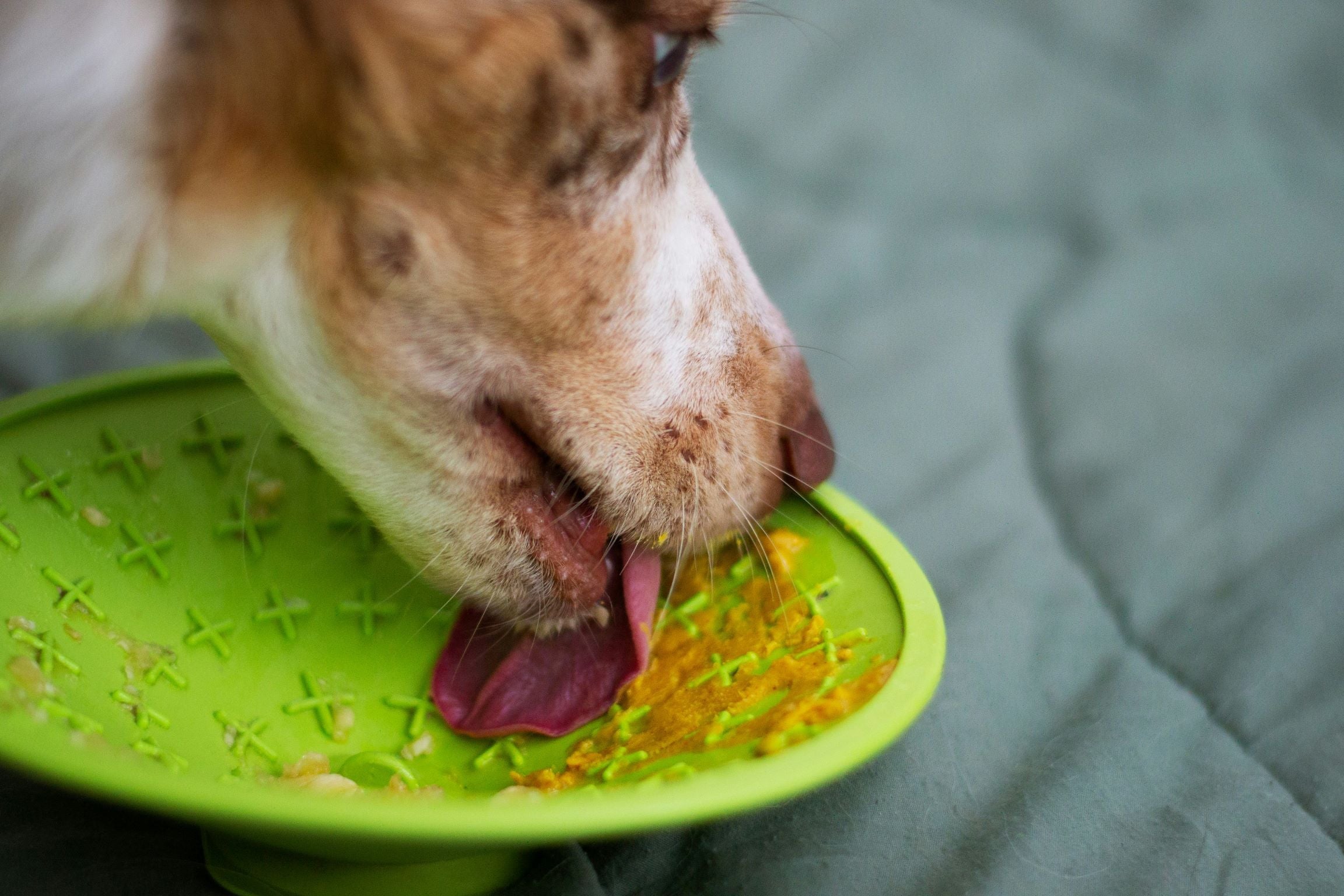 Chien léchant de la pâtée étalée sur un tapis de léchage