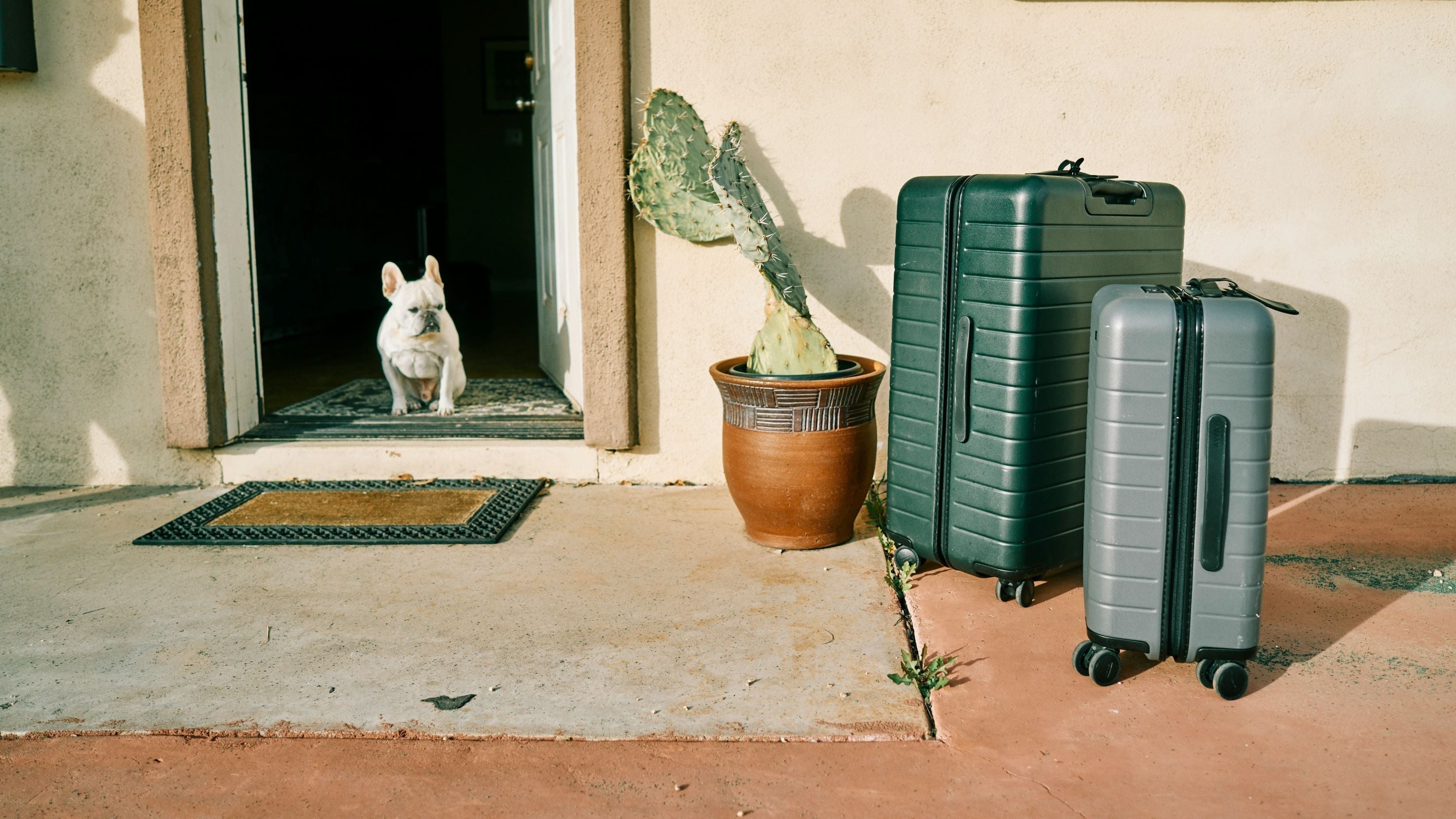 Chien qui se prépare pour les vacances