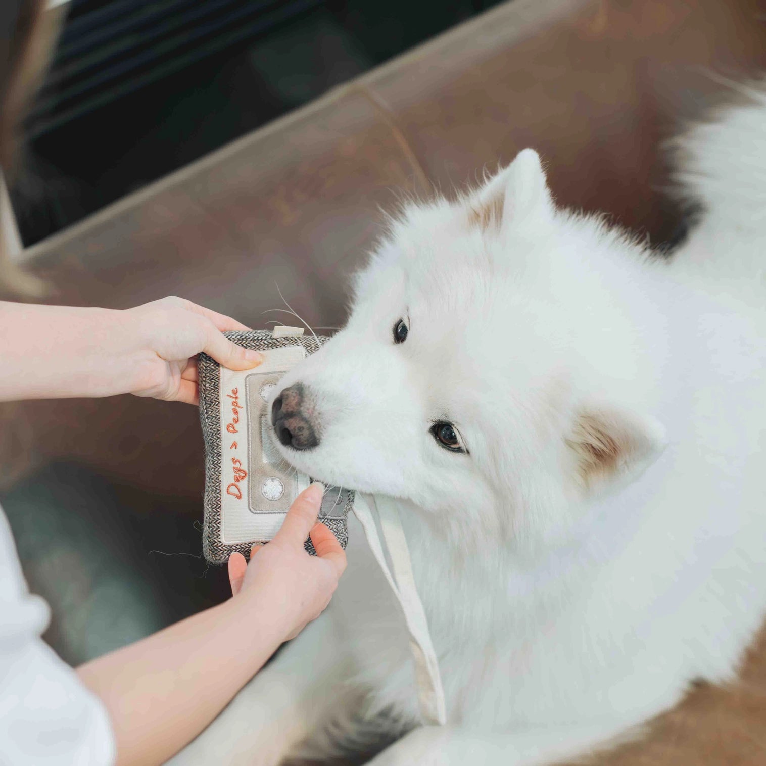 Cassette jeu de fouille pour chien