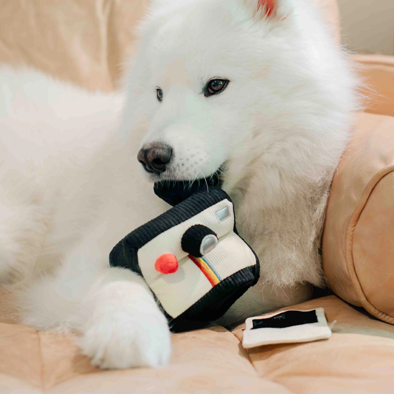 Polaroïd de fouille pour chien