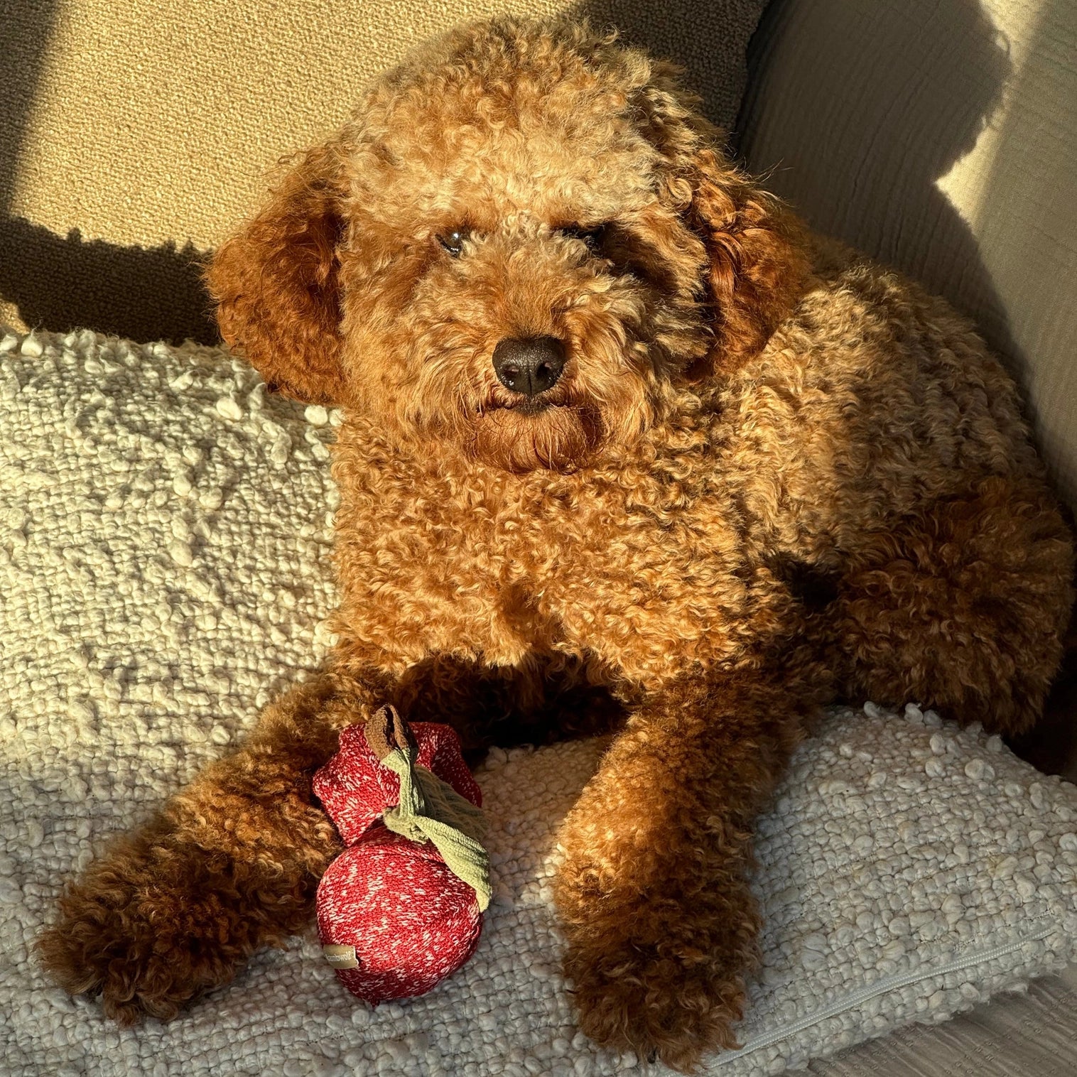 Jouet de fouille pour chien cerise