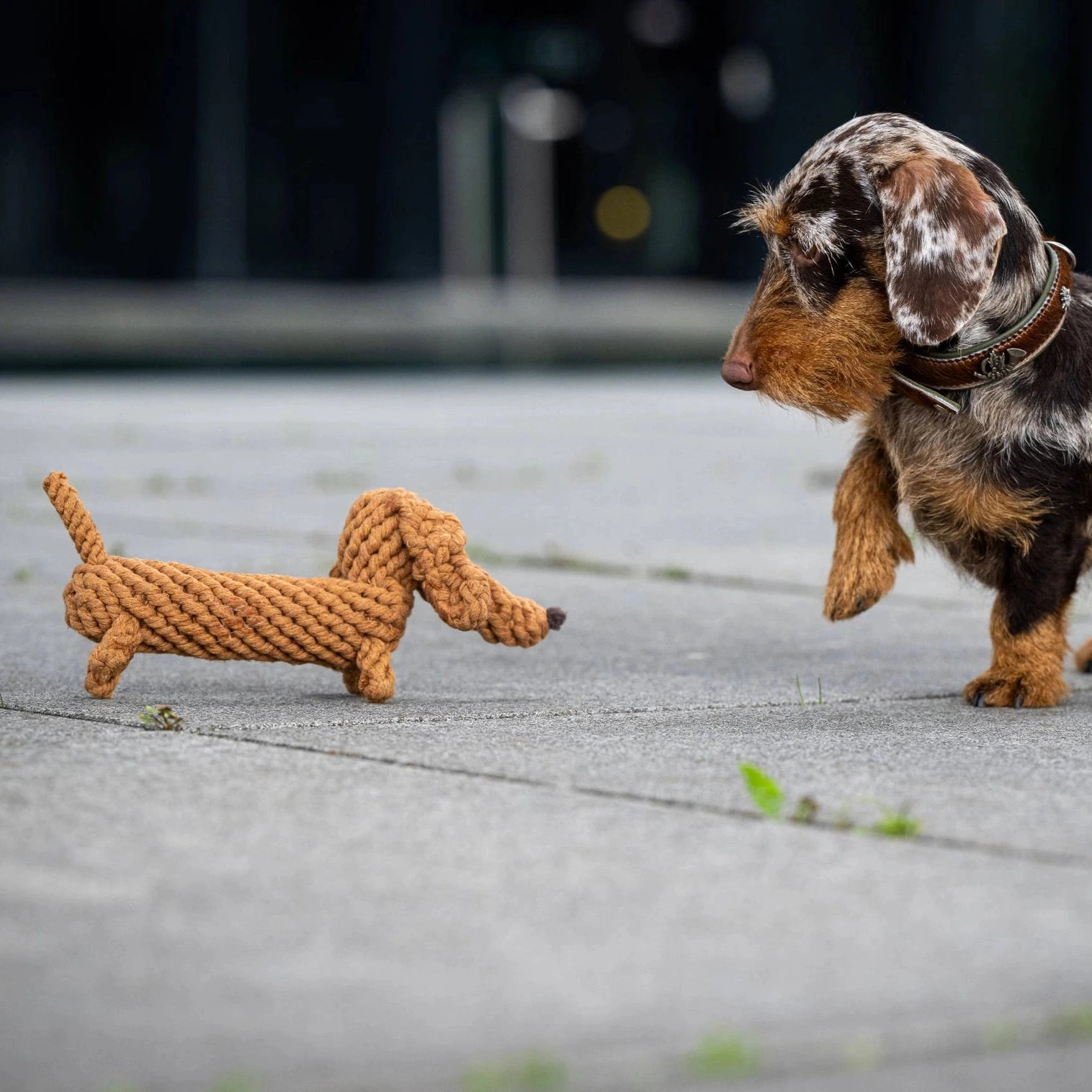 Jouet pour chien teckel