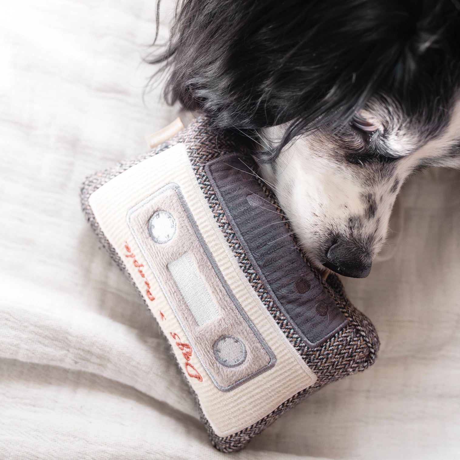 Cassette jeu de fouille pour chien