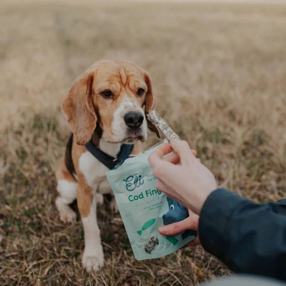 Batonnets poisson chien soin dentaire