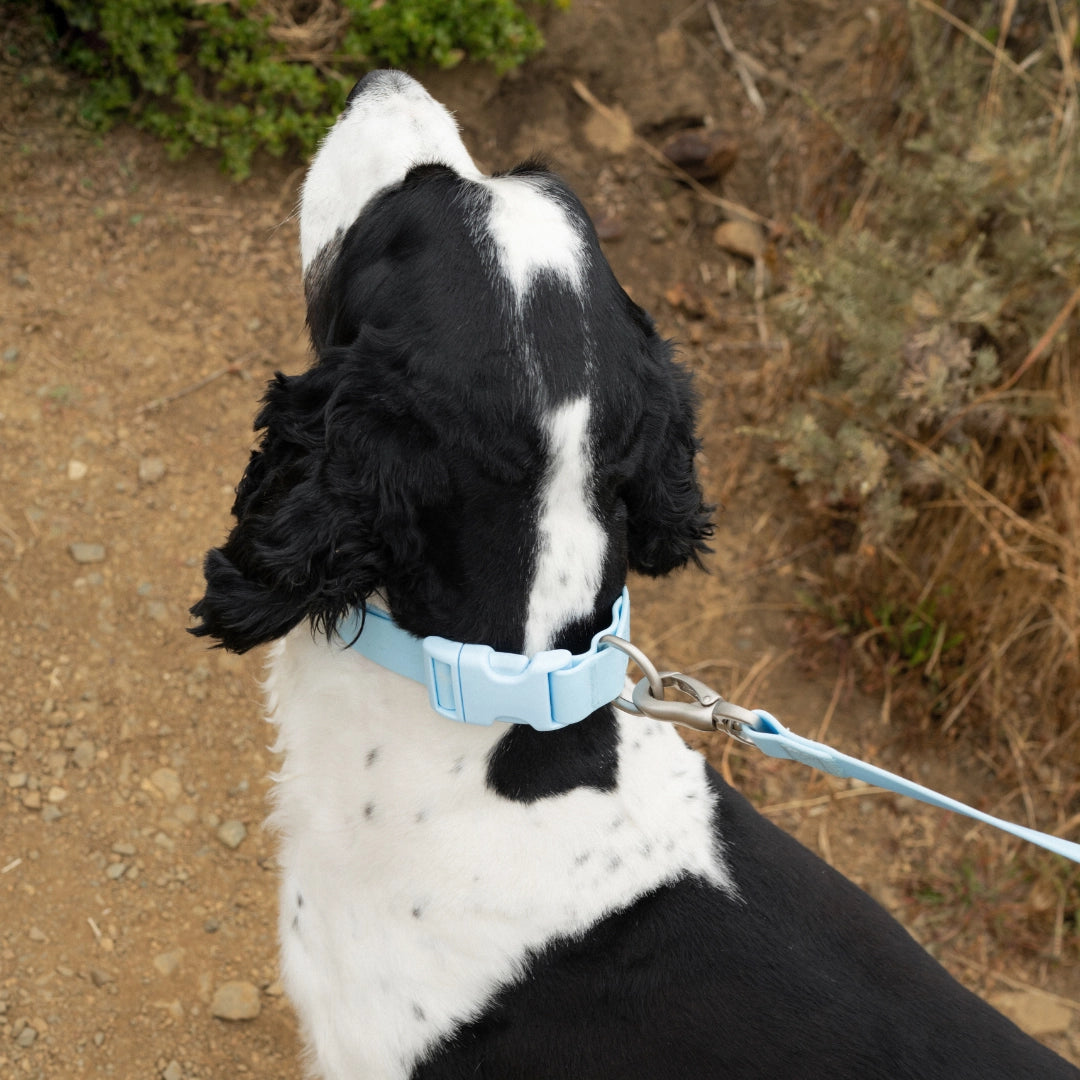 Collier en Biothane bleu Springland Pets
