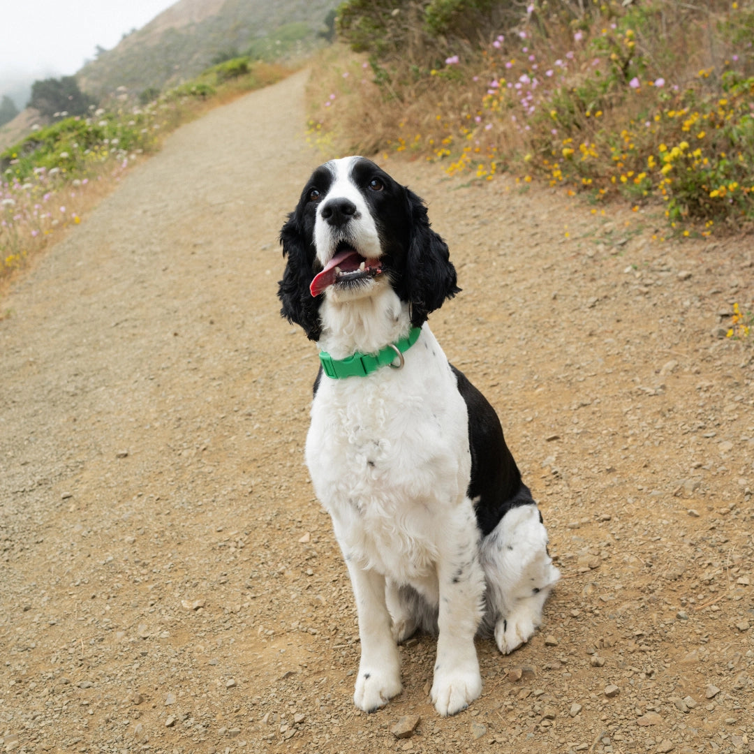 Collier pour chien vert imperméable en Biothane