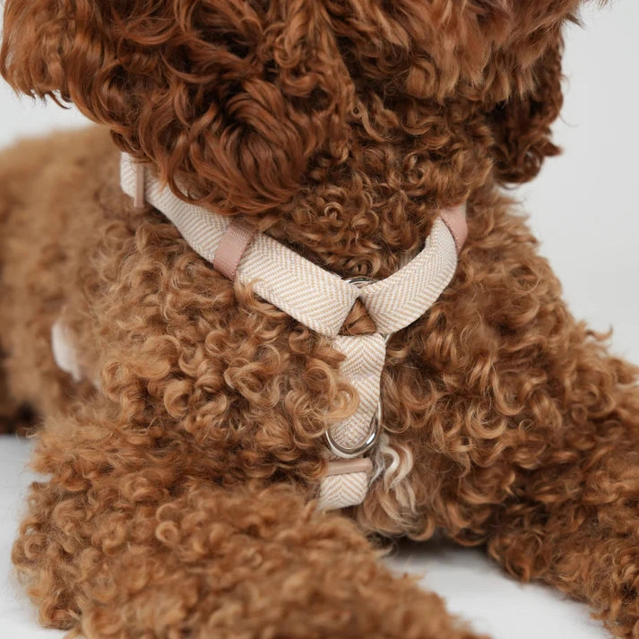 Harnais pour chien H Tara Rose
