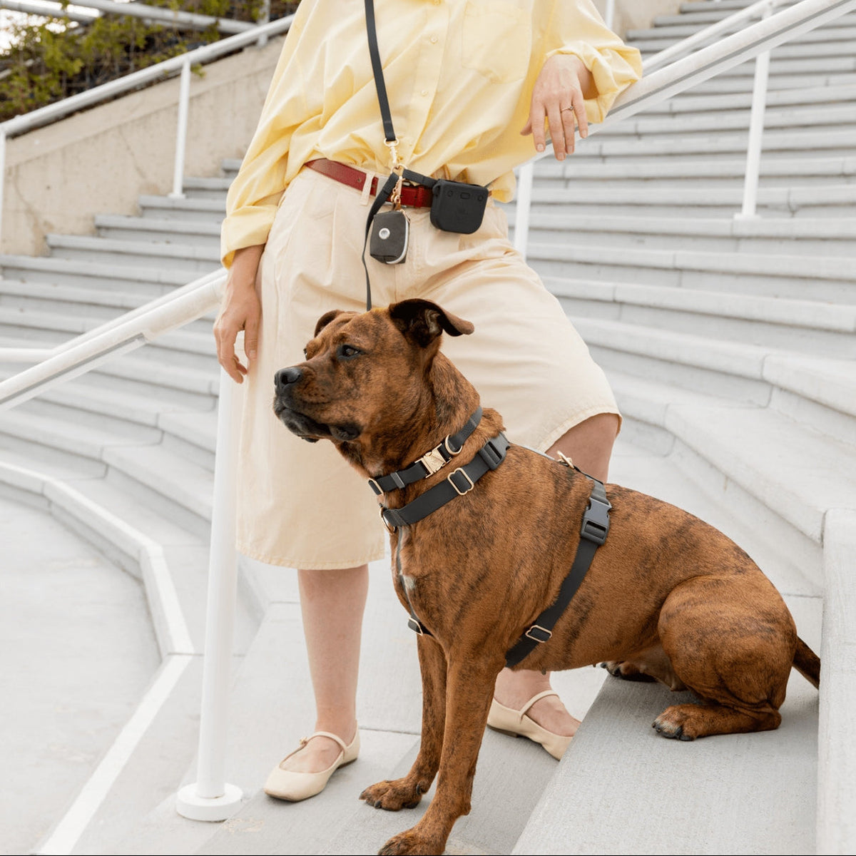 Harnais pour chien waterproof
