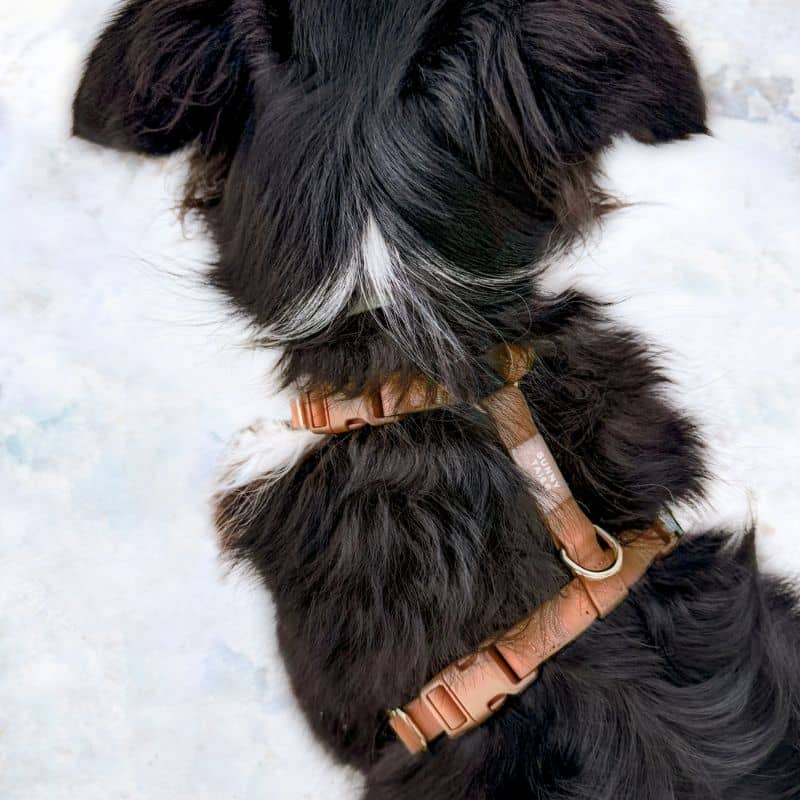 Harnais Waterproof Cloud Lite pour chiens