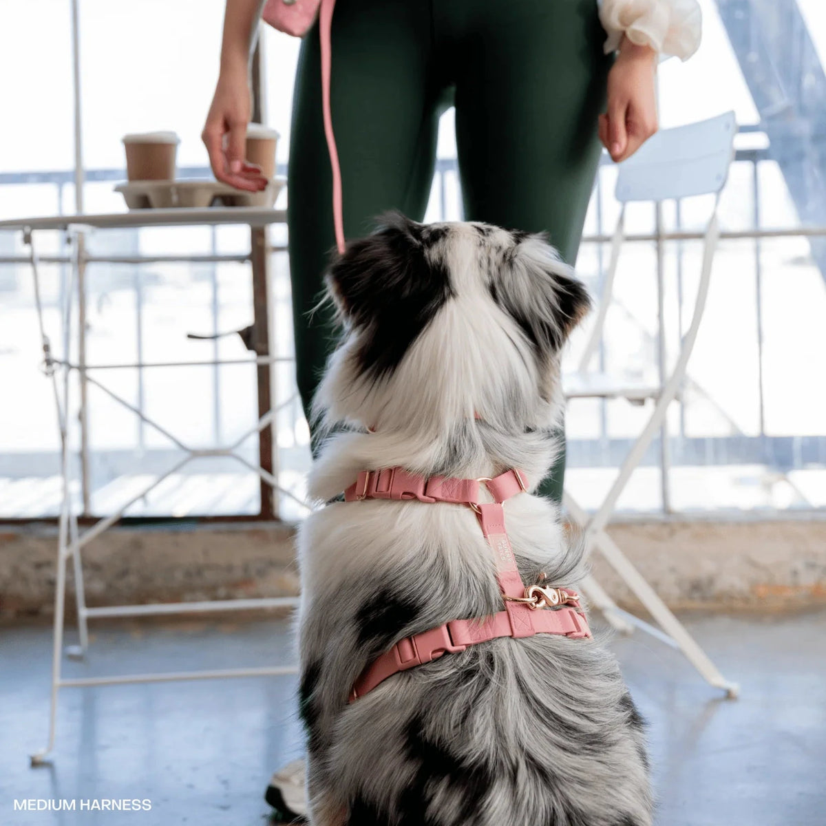 Harnais pour chiens cloud lite Waterproof