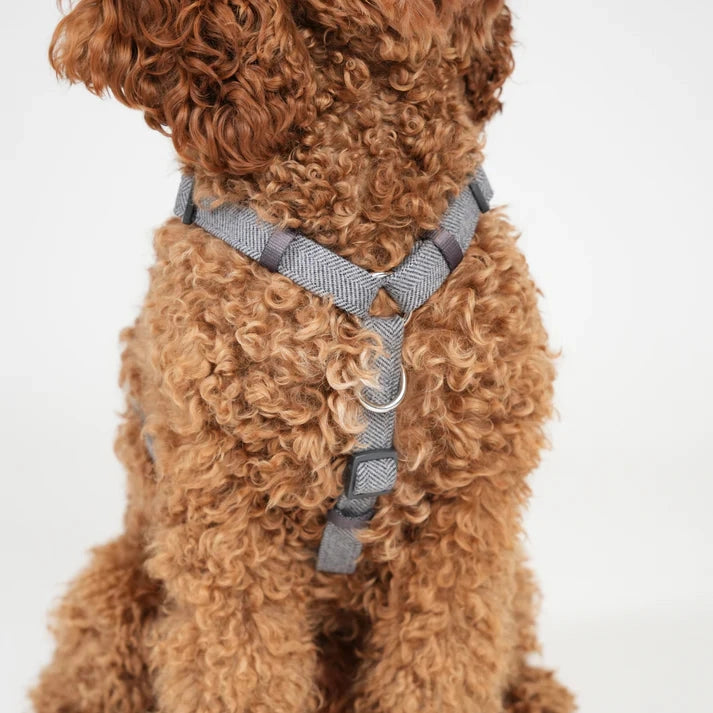 Harnais pour chien H Tara Bleu