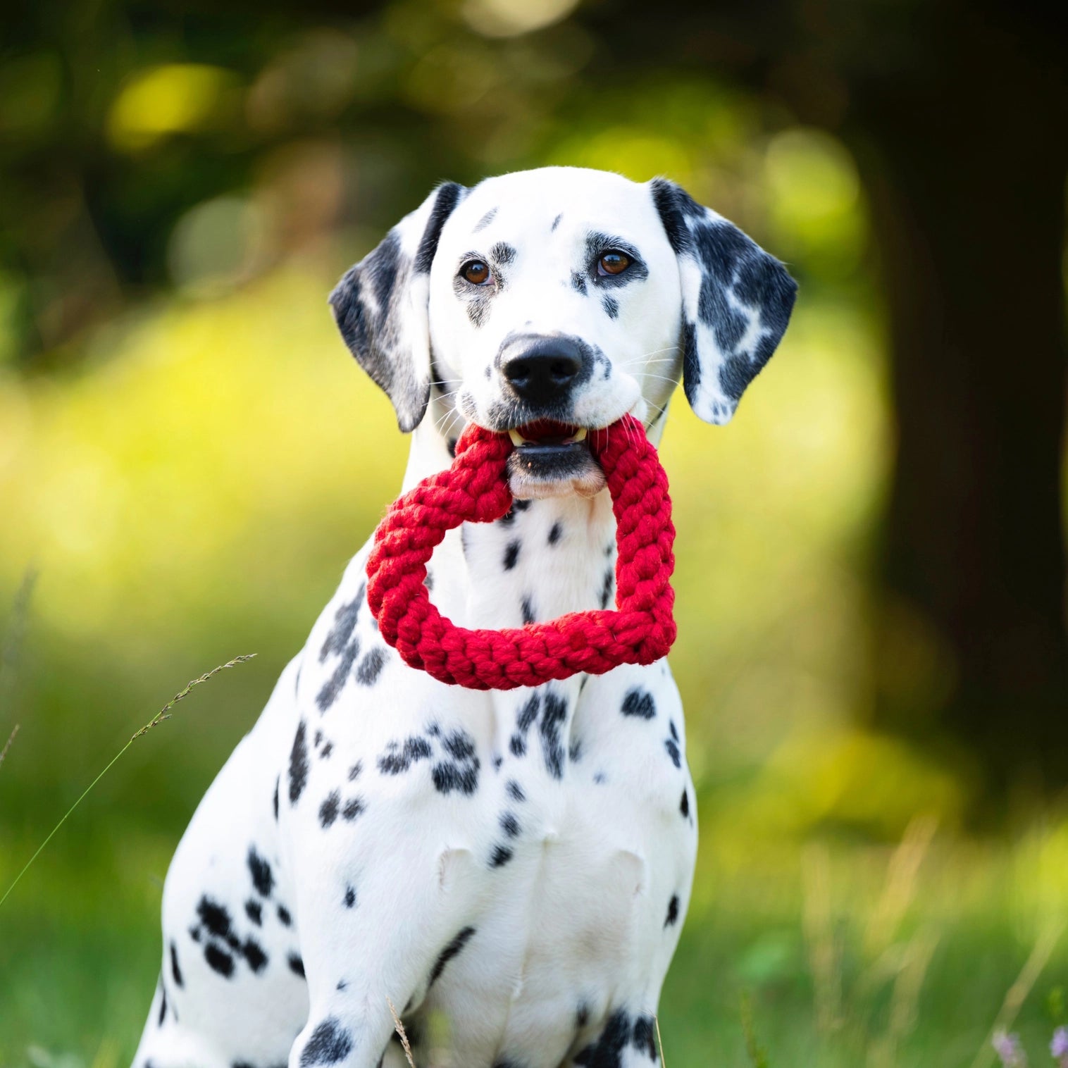 Jouet en corde pour chien coeur