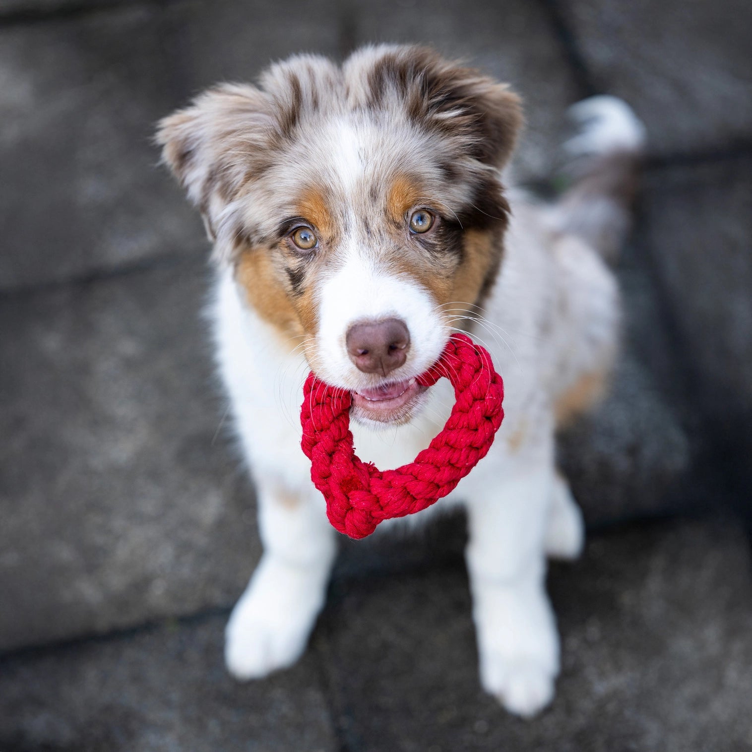 Jouet en corde pour chien coeur