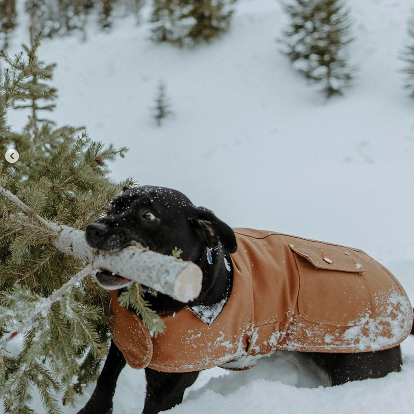 Manteau Dog Chore Coat