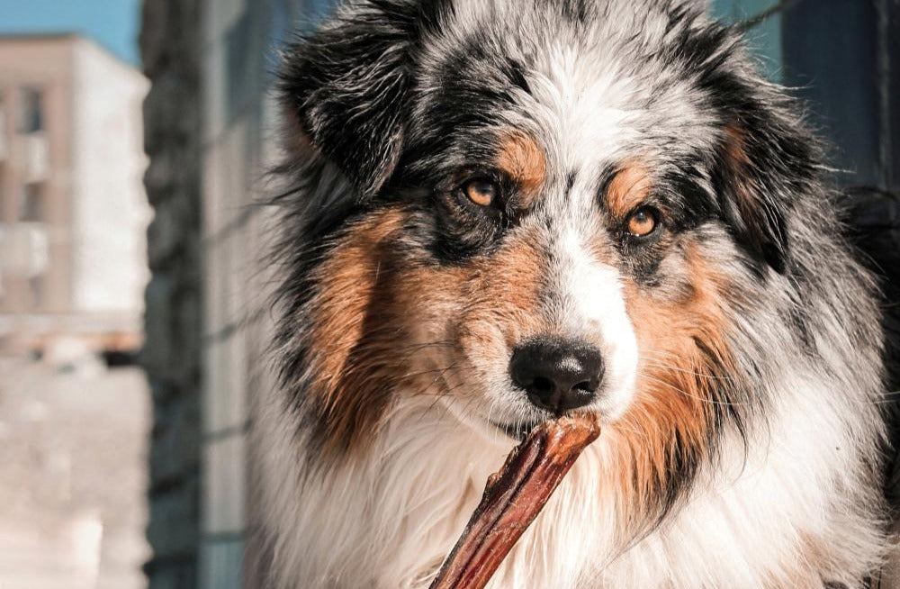 Mastication pour chiens