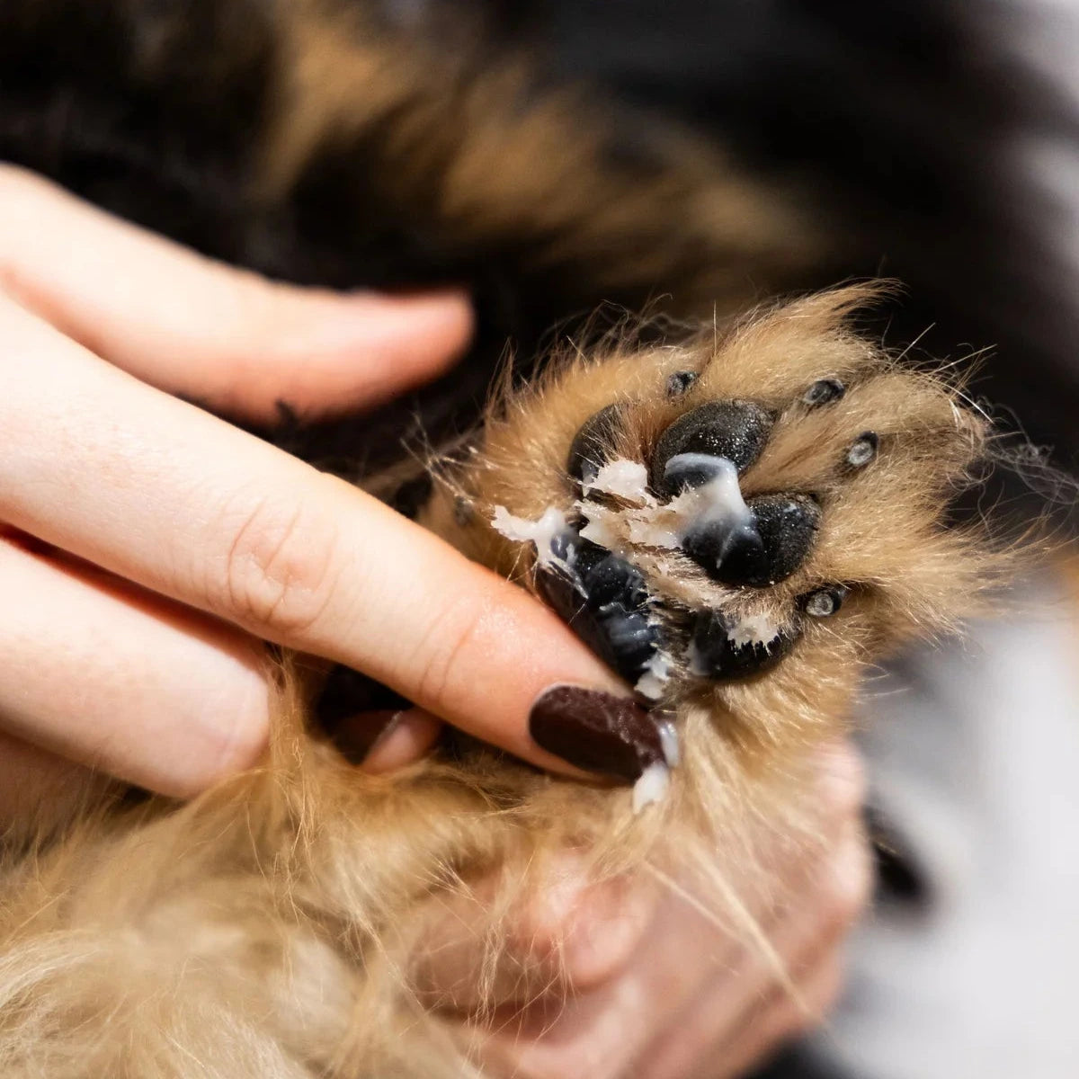 Baume hydratant pour chien