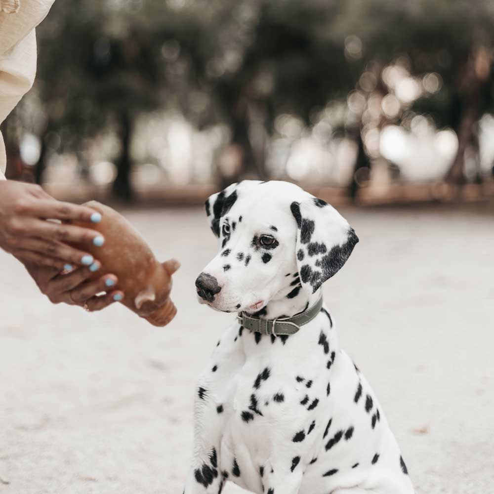 Jouet en résine à macher Piggy