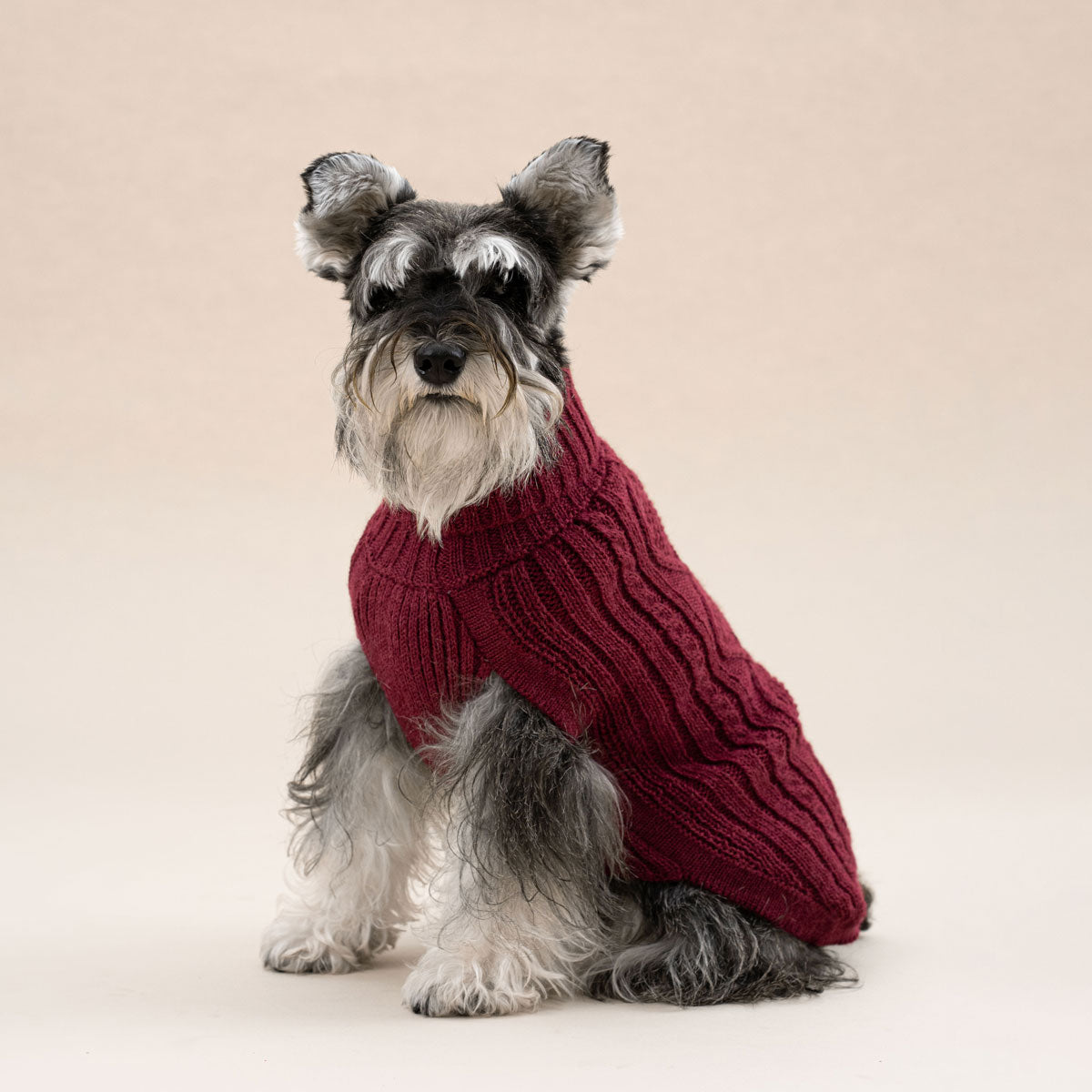 Pull pour chien en alpaga