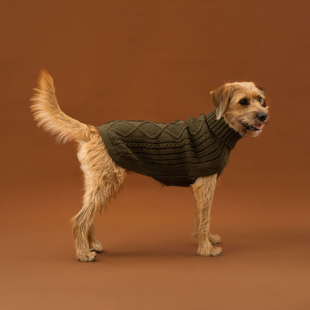 Pull pour chien Alpaga