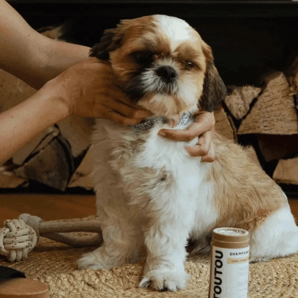 Brosse pour chiens poils courts