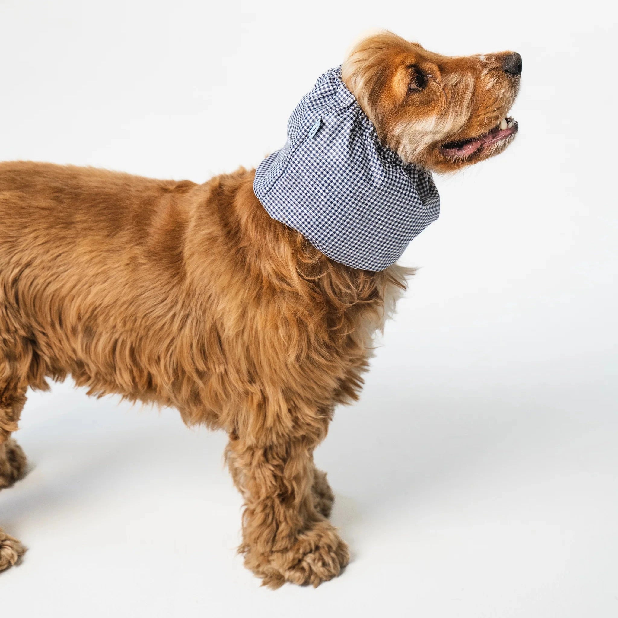 Snood chien impermeable vhichy