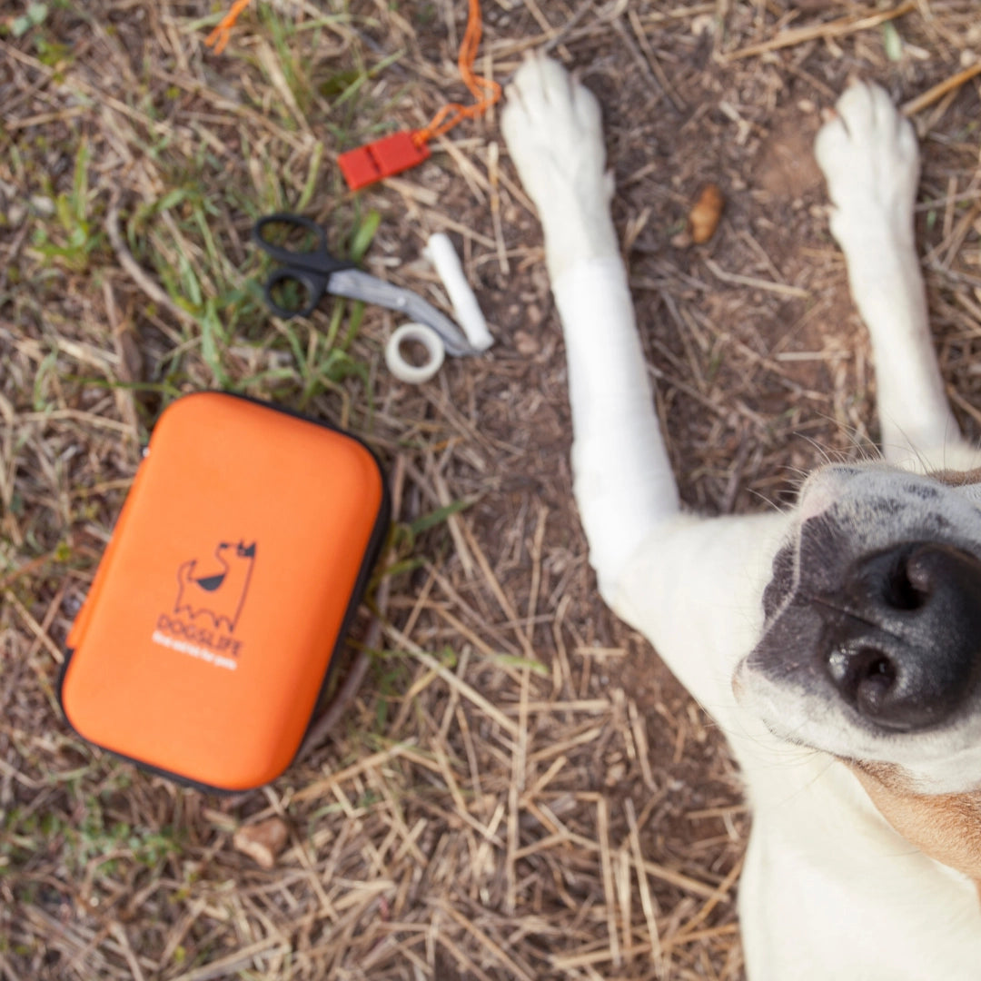 Trousse de premiers soins pour chiens