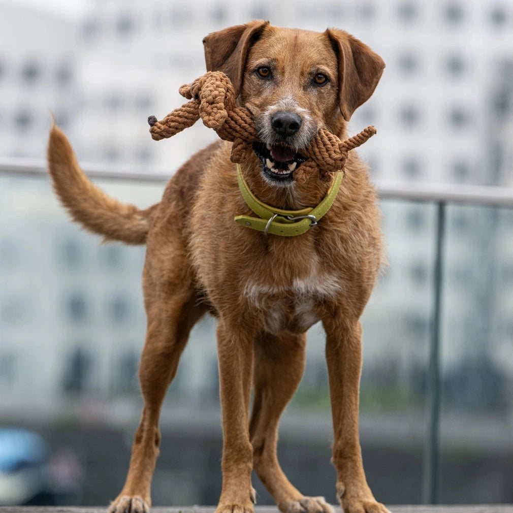 Jouet pour chien teckel