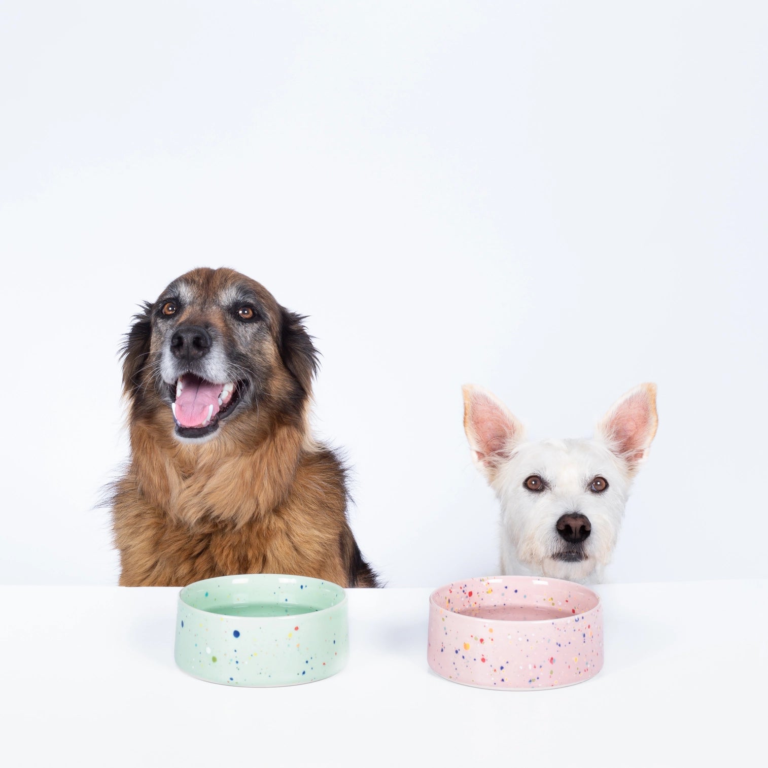 Gamelle pour chien design
