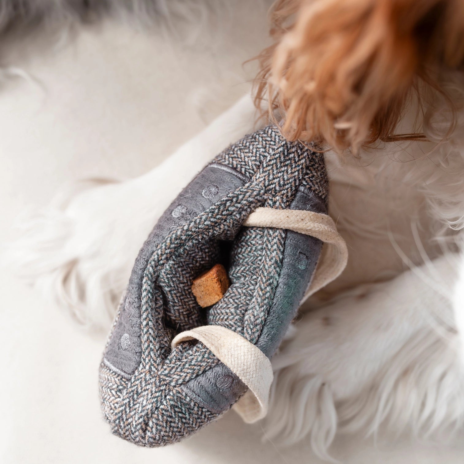 Cassette jeu de fouille pour chien