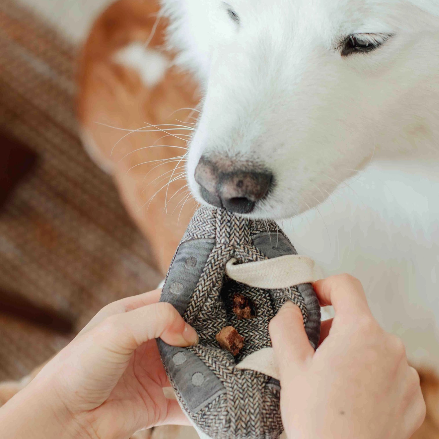 Cassette jeu de fouille pour chien