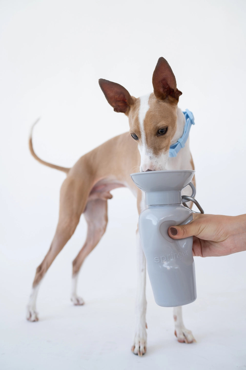 Gourde pour chien avec gamelle intégrée 65cl