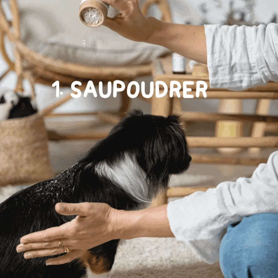 shampoing sec pour chien bio