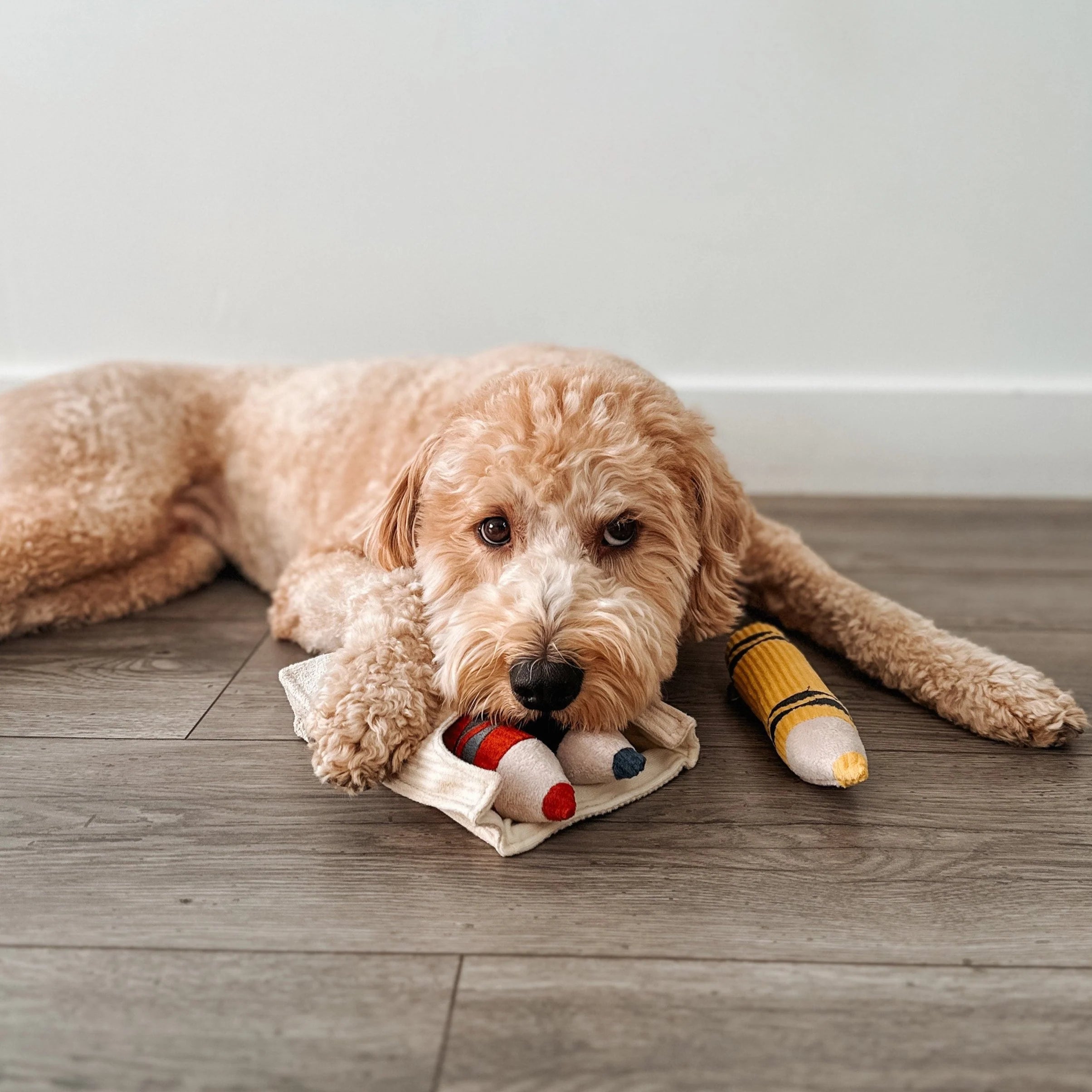 Jouet de fouille crayons colorés chien lambwolf