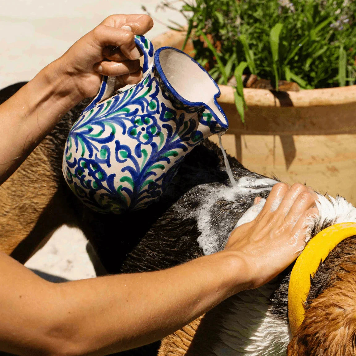 Shampoing solide pour chien bio