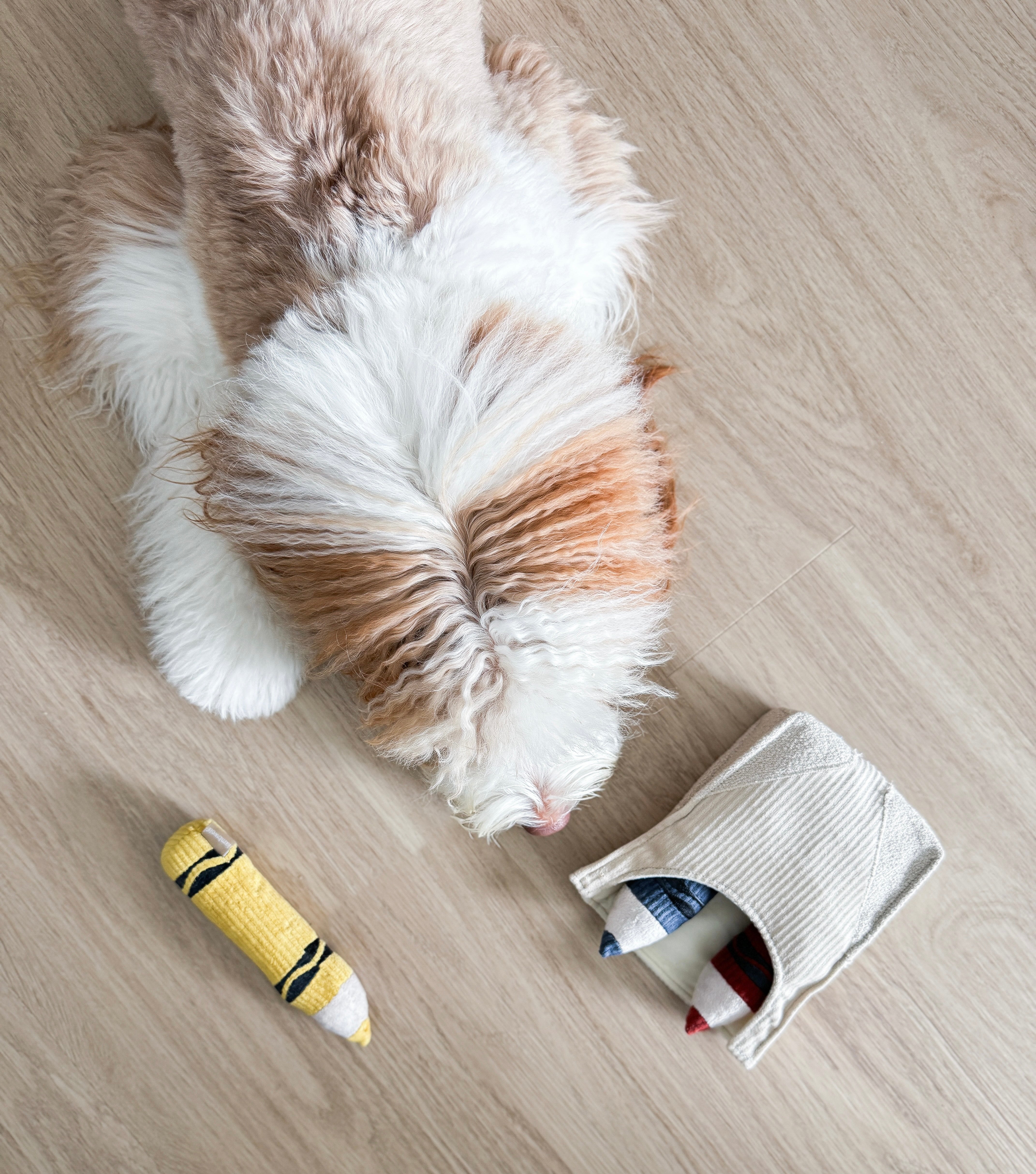 Jouet de fouille crayons colorés chien lambwolf