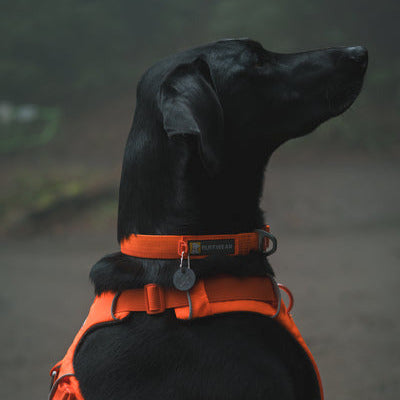 Collier Front Range - Orange