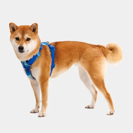 Harnais Front Range - Blue Pool