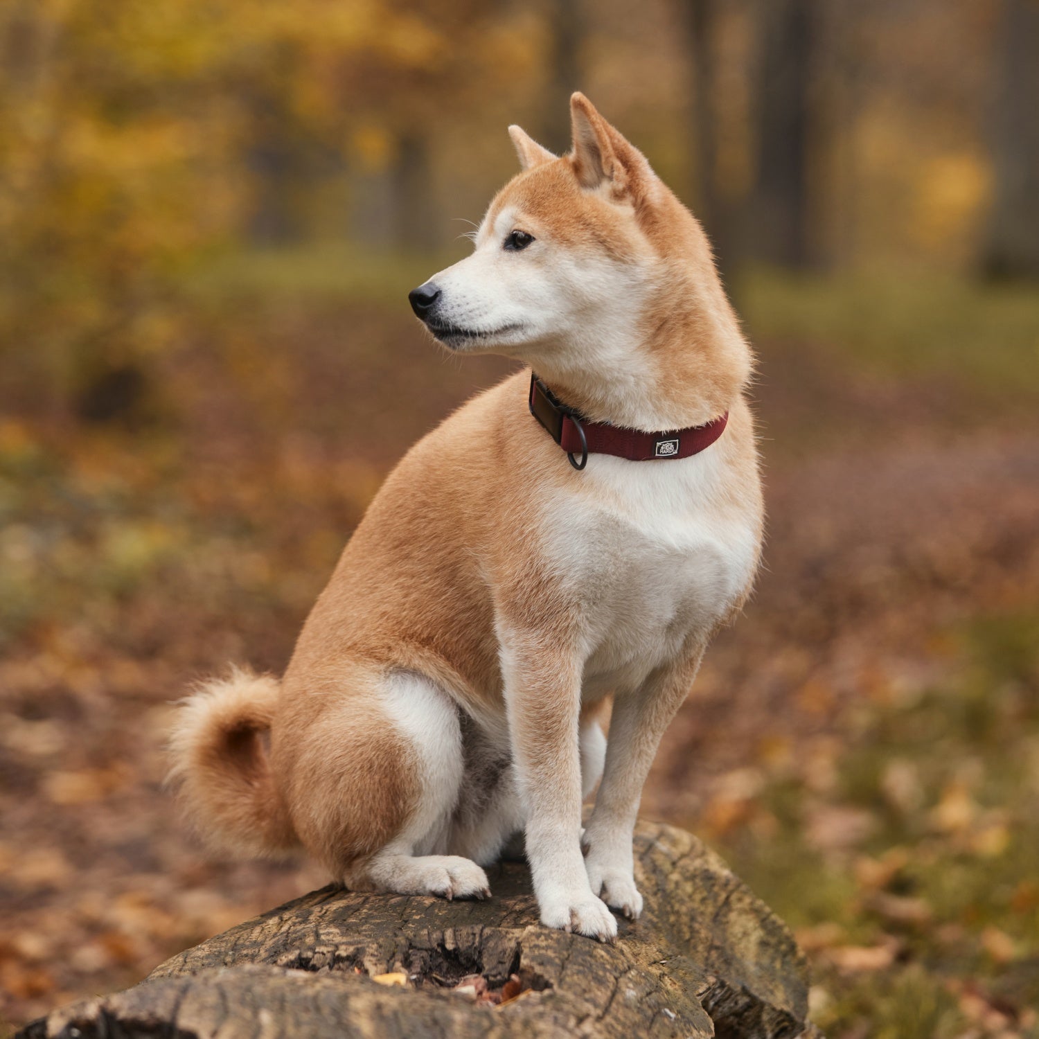 Collier pour chien Shiba Inu