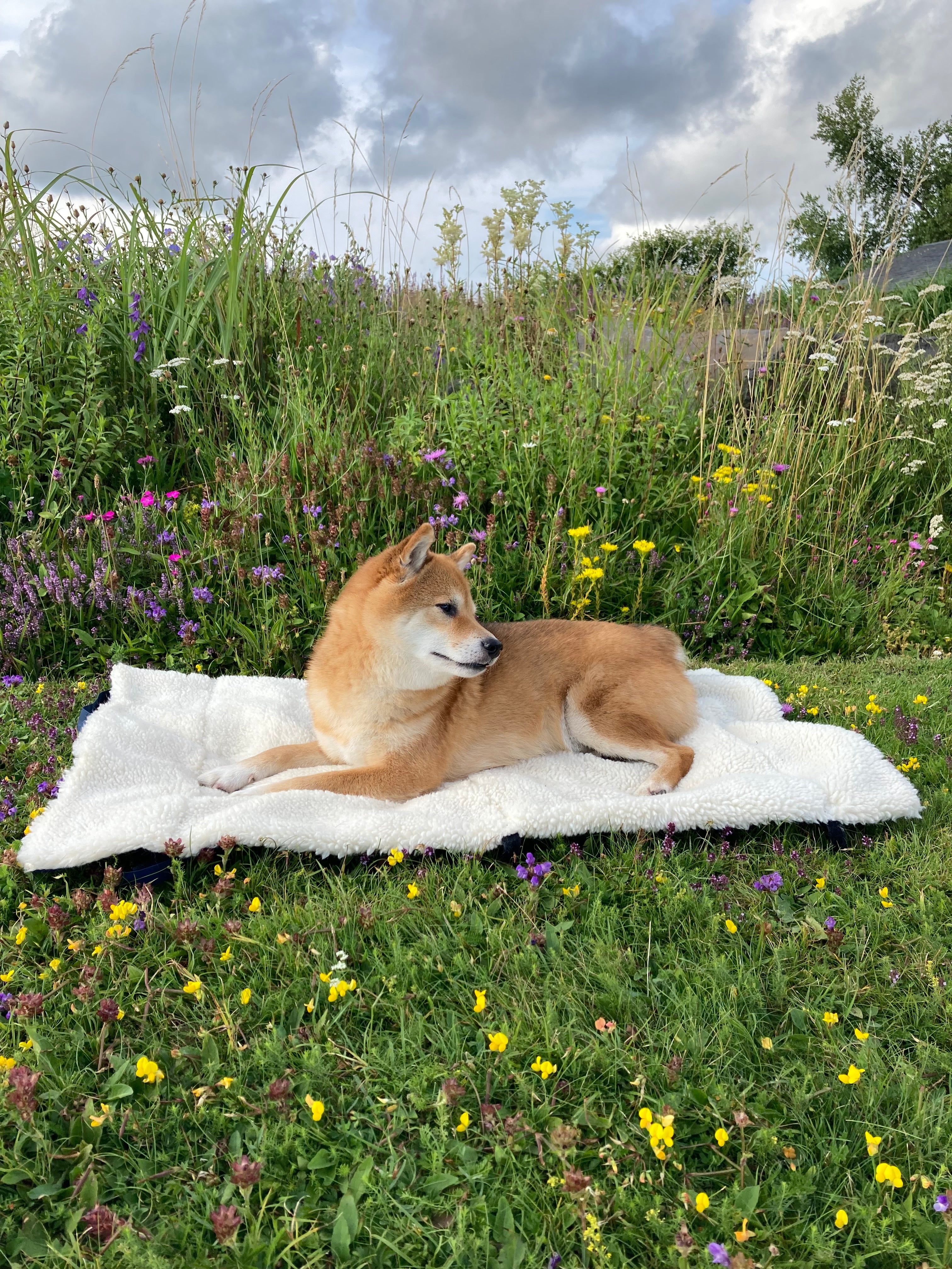 couverture de voyage pour shibas inus