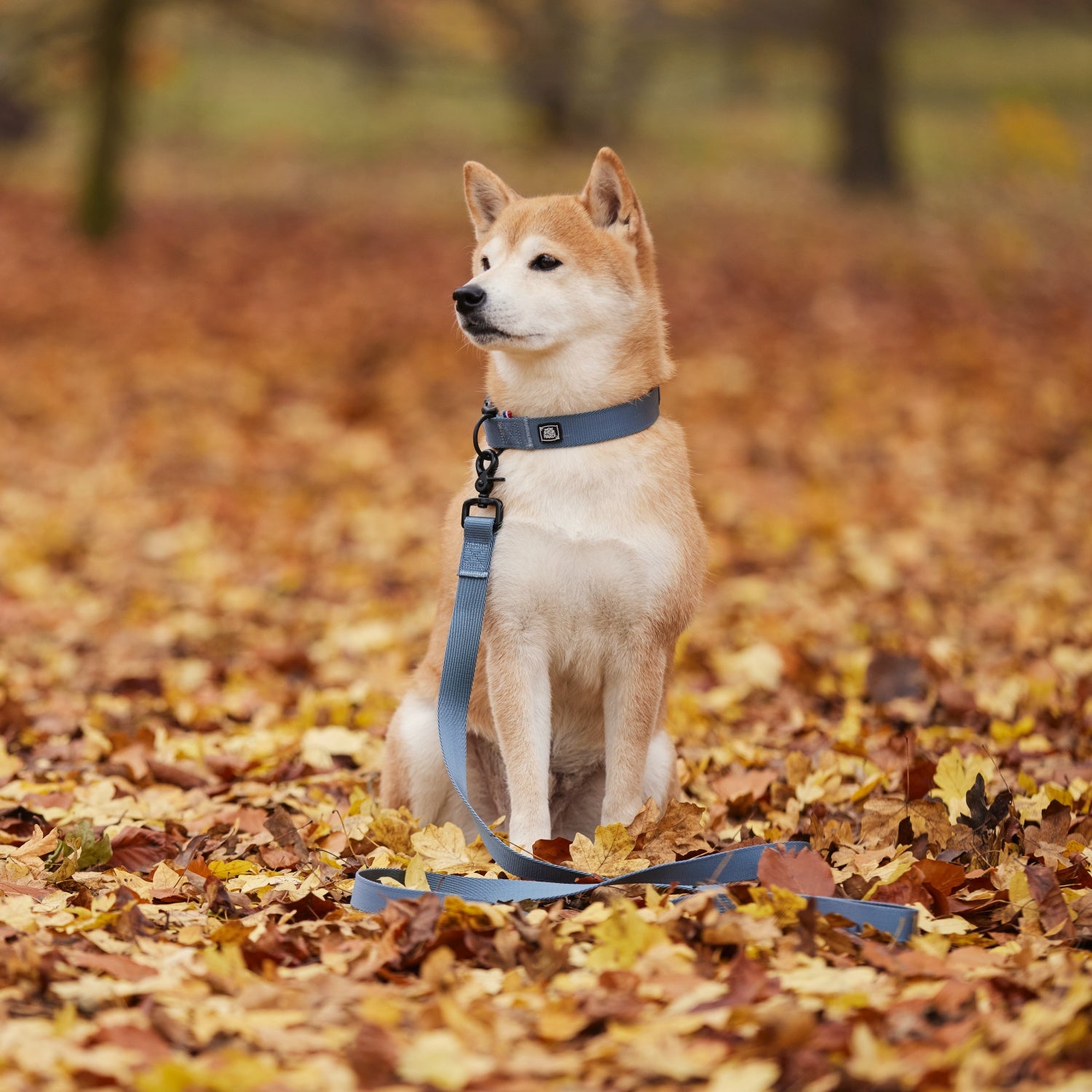 Laisse pour chien made in France