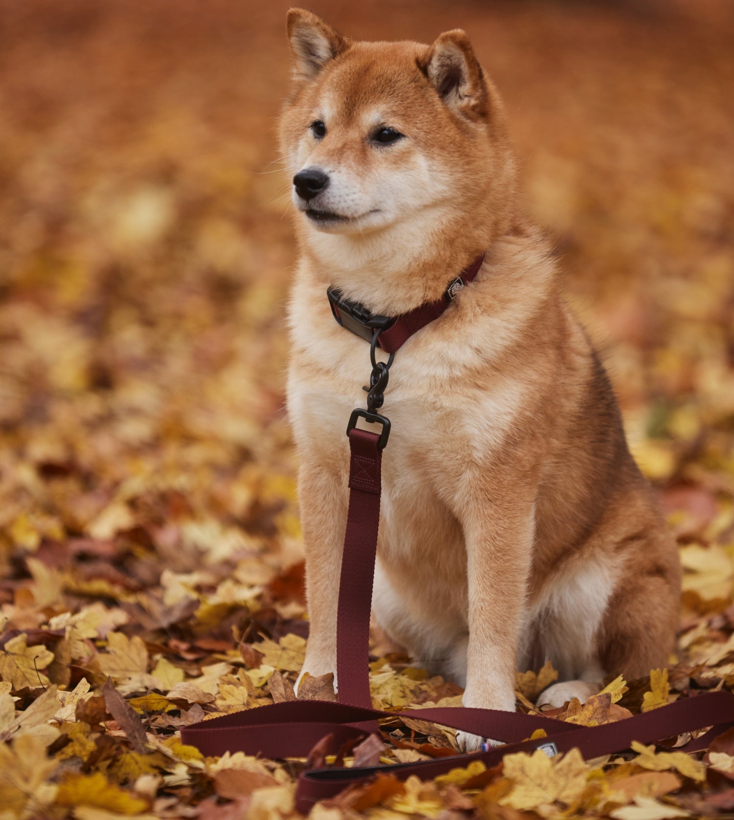 Laisse pour chien