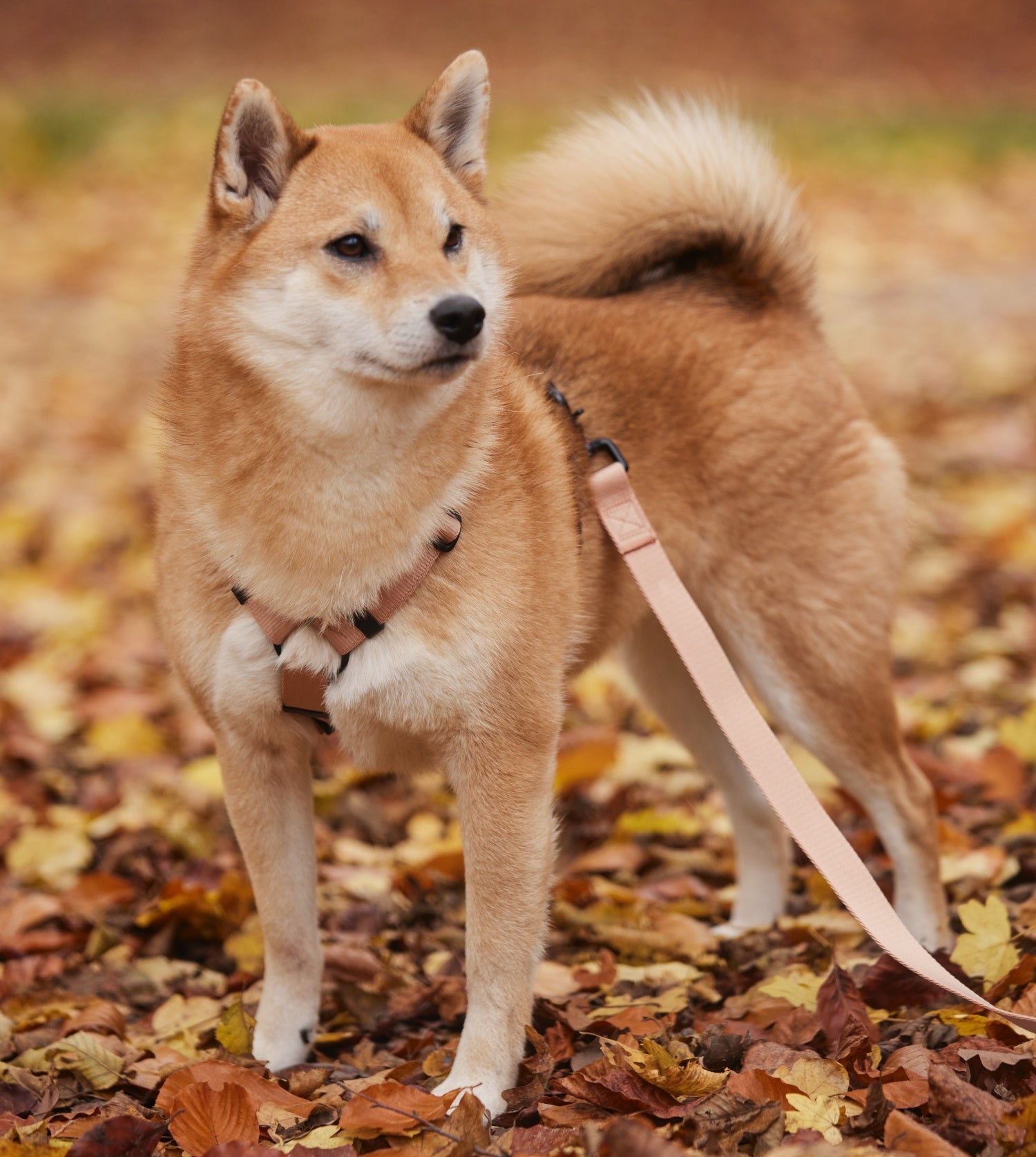 Laisse pour chien Shiba Inu