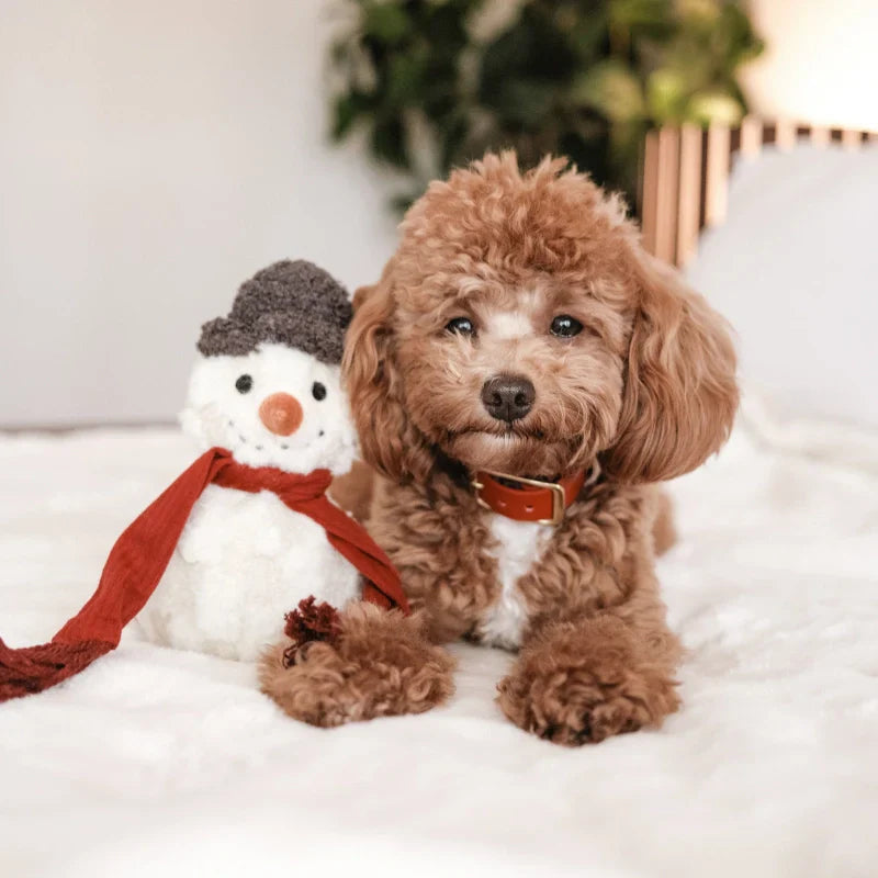 Comment choisir le cadeau de Noël parfait pour son chien ?