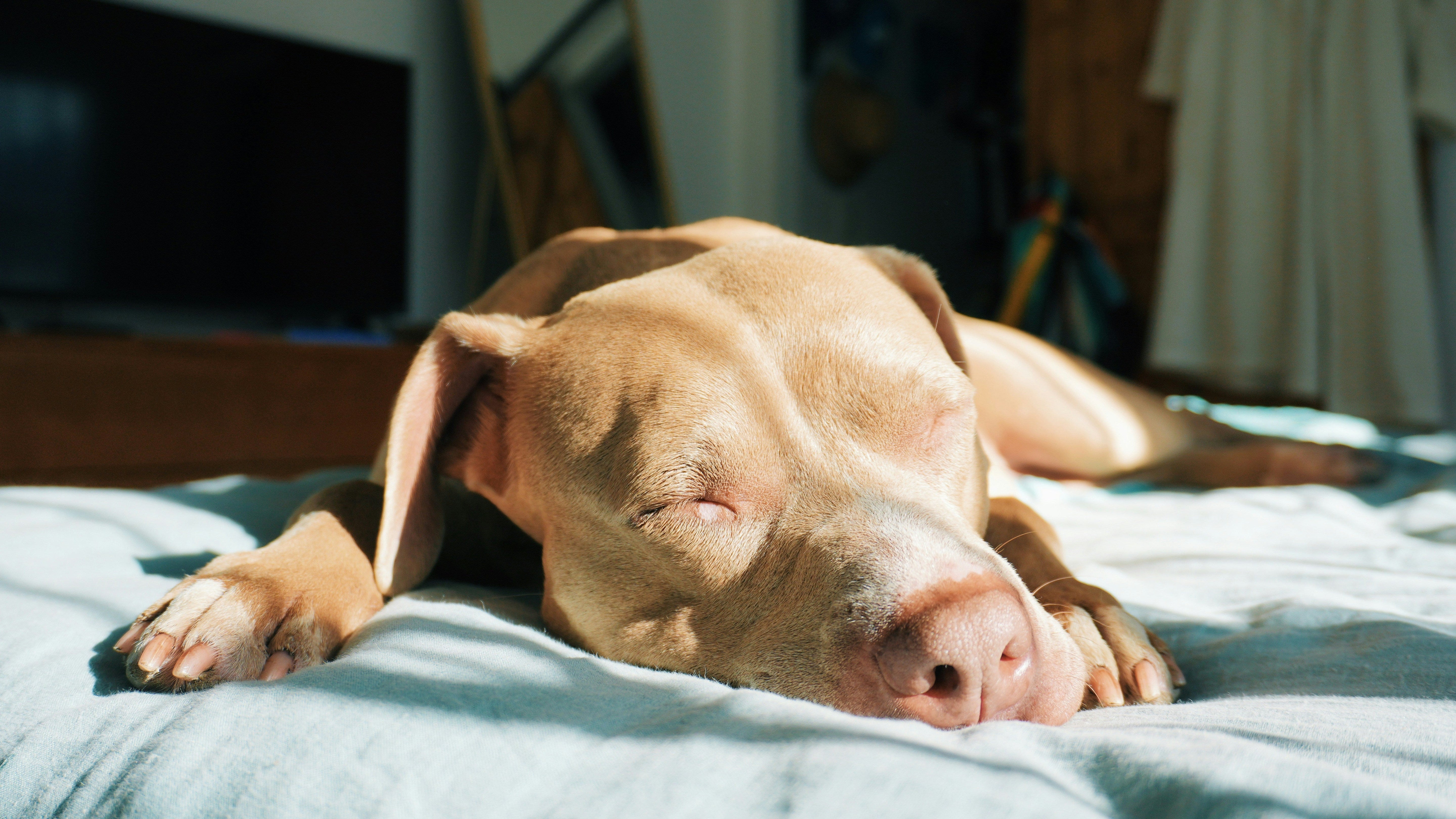 Chien allongé de tout son long sur un grand couchage moelleux