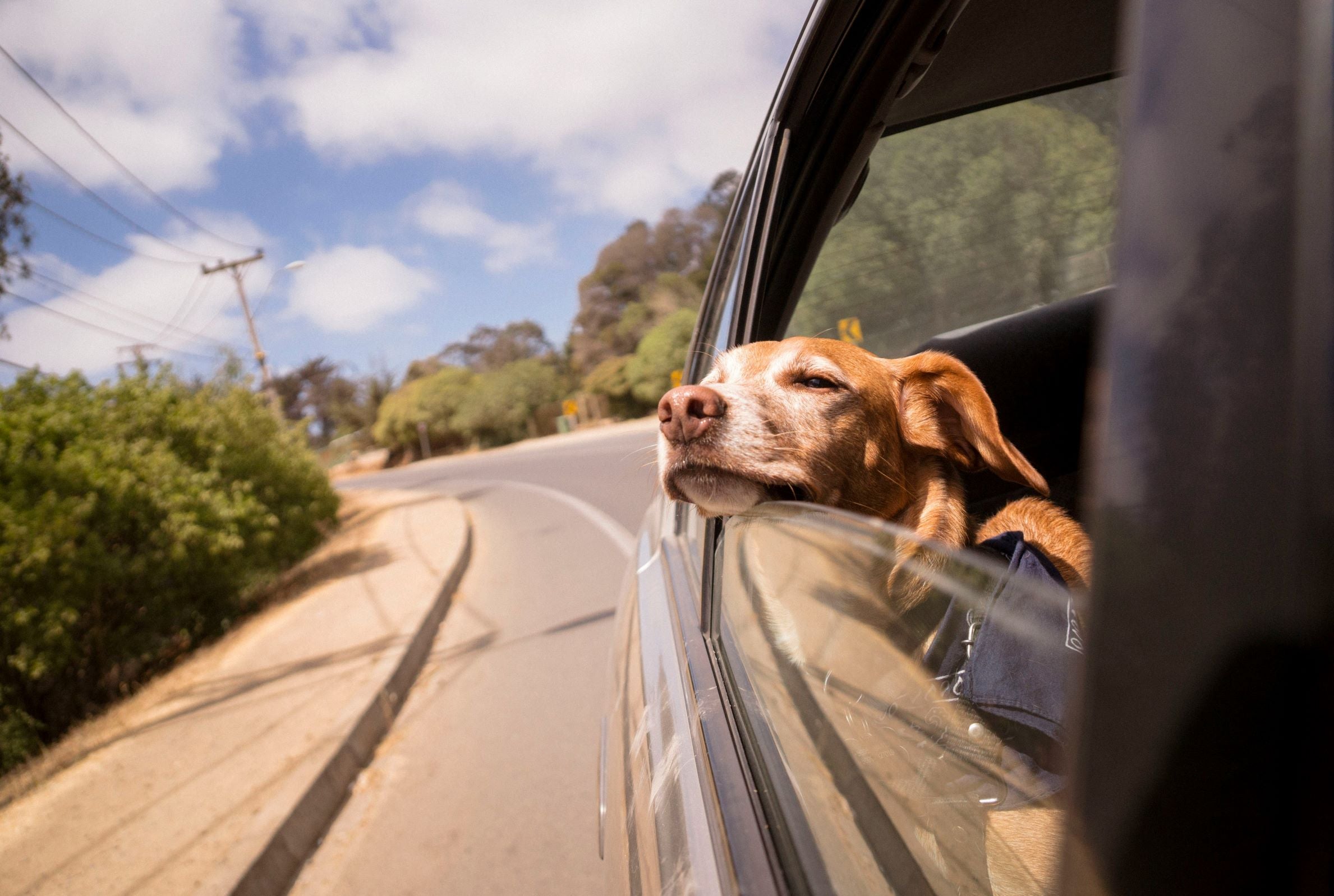 Chien avec la tête dépassant de la fenêtre d'une voiture