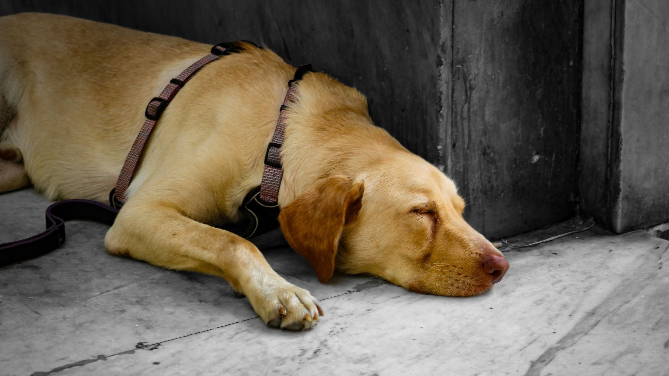 Chien dormant avec un harnais en Y