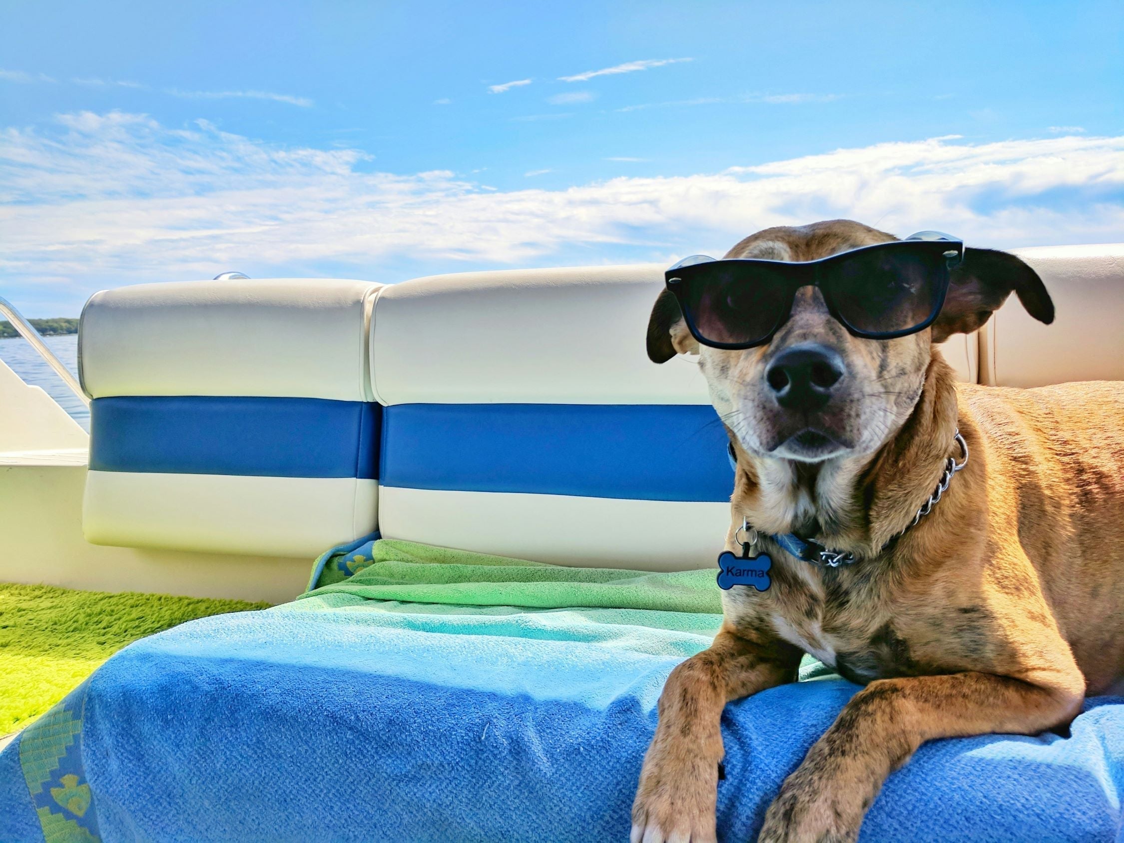 Chien et canicule : comment l'aider à traverser la chaleur