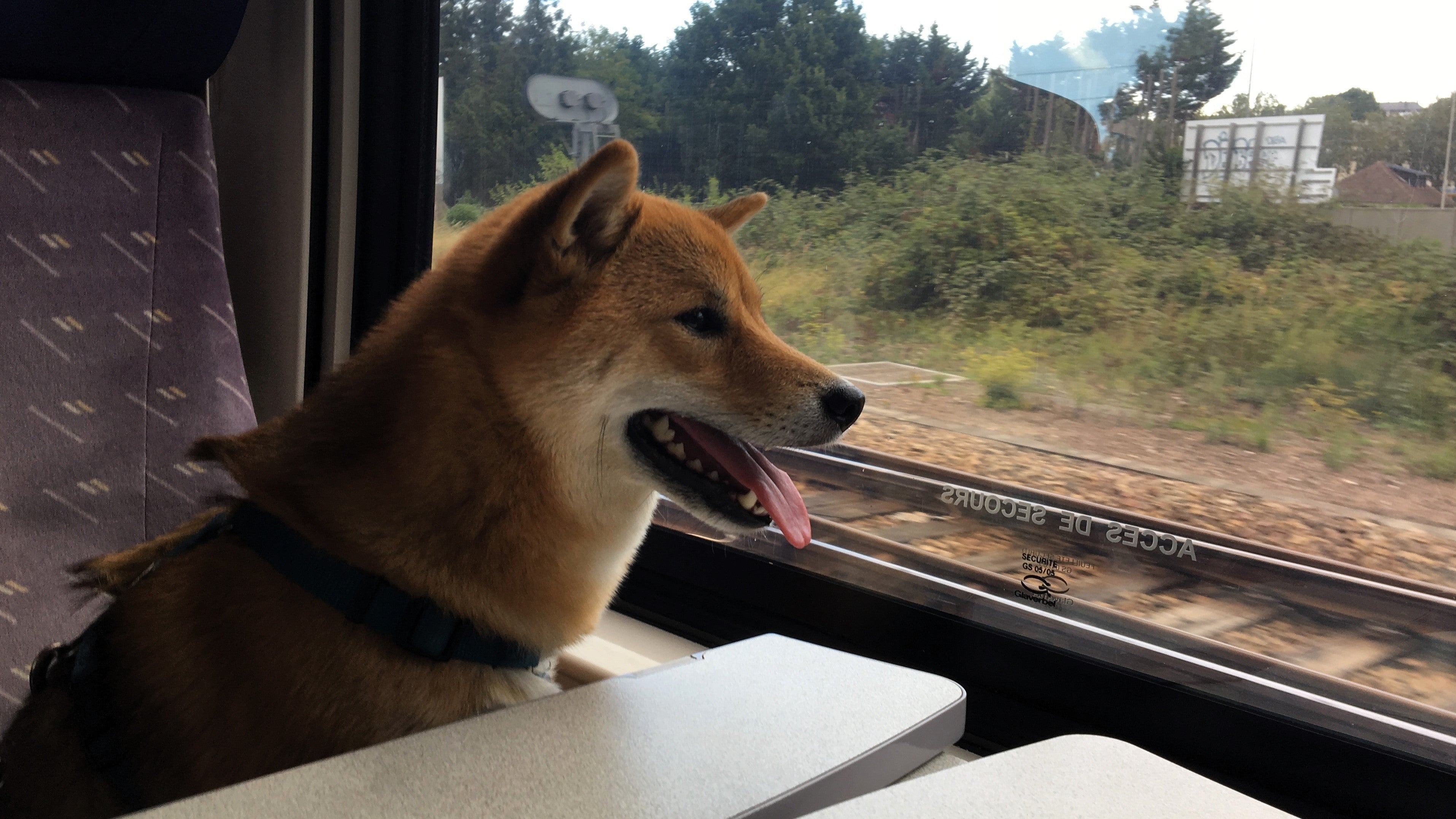 Chien qui voyage en train